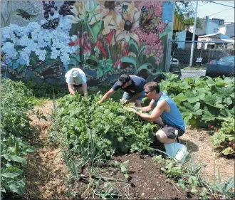  ?? SUSAN SHELLY — SPECIAL TO THE READING EAGLE ?? Men care for a community garden at Opportunit­y House in Reading.