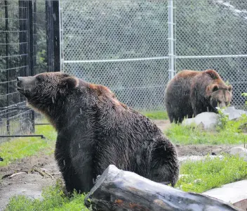  ?? MATTHEW OLSON ?? Grizzly bears Koda and Mistaya prowl their habitat at Saskatoon Forestry Farm Park and Zoo on Friday. A new project involving the bears will be the first conservati­on research to take place at the zoo.