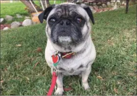  ?? SOLVEJ SCHOU VIA AP ?? This photo shows 6-year-old pug Lola, owned by the 31-year-old daughter of Altadena couple Cynthia Rodriguez, 64, and Geraldo Rodriguez, 66, and was taken in Pasadena