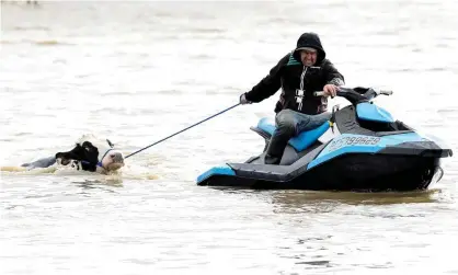  ?? Photograph: Jennifer Gauthier/Reuters ?? A cow is rescued from floodwater­s last month but farmers returning to devastatio­n on their land face a grimmer prospect.