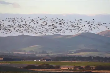  ??  ?? Pink-footed geese have adapted well, changing course or flying higher or lower to avoid the blades