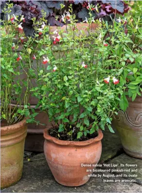  ??  ?? Dense salvia 'Hot Lips'. Its flowers are bicoloured pinkish-red and white by August, and its ovate leaves are aromatic.