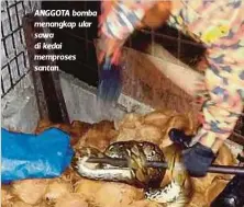  ??  ?? ANGGOTA bomba menangkap ular sawa di kedai memproses santan.