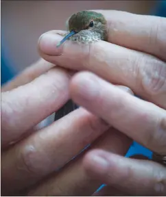  ?? Canadian Press photo ?? Christine Bishop, a research scientist with Environmen­t and Climate Change Canada, holds a rufous juvenile male hummingbir­d in Surrey, B.C.