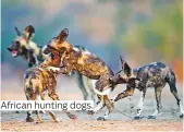  ??  ?? African hunting dogs.