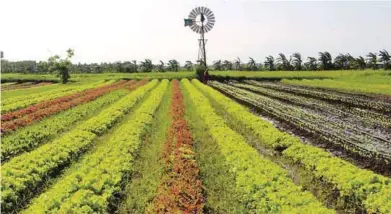  ??  ?? Uy says the objective of producing organic lettuce and other high-value crops requires an intensive setup. Crops which are grown using natural fertilizer can become bigger and healthier, compared with those using synthetic inputs.