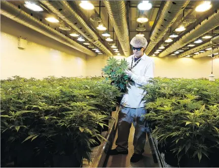  ?? JULIE OLIVER/FILES ?? Canopy Growth Corp., based in Smiths Falls turned a profit for the first time, booking $3 million in net income.