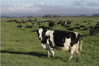  ?? Photograph: Mark Baker/AP ?? New Zealand's government has proposed taxing the greenhouse gasses that farm animals make as part of a plan to tackle the climate crisis.