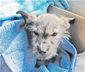 ?? — CARE ?? Terrier puppy Jimmy Bean was near death when he was rescued from a storage room. He was subsequent­ly adopted by the veterinari­an who treated him.
