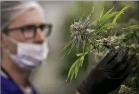  ?? JOHN LOCHER — THE ASSOCIATED PRESS FILE ?? A worker looks at a marijuana plant at the Desert Grown Farms cultivatio­n facility in Las Vegas.