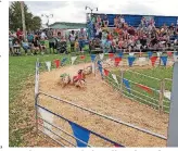  ?? [PHOTO BY KEN RAYMOND, THE OKLAHOMAN ARCHIVES] ?? Best picture I ever took: the Swifty Swine Racing Pigs at the 2010 Oklahoma State Fair.