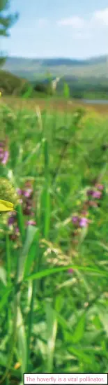  ??  ?? The hoverfly is a vital pollinator.