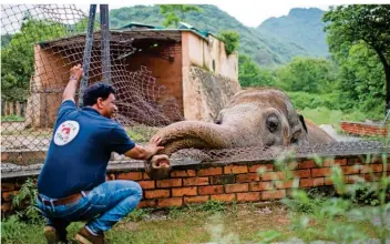  ?? FnTn: ARNE BÄNSCH/DPA ?? Der Elefant Kaavan soll in Kambodscha ein neues Zuhause haben. Hier kümmert sich Amir Khalil, Tierarzt der Tierschutz­organisati­on Vier Pfoten, um den Elefanten im Zoo von Islamabad in Pakistan.