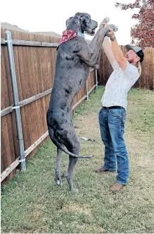  ?? | Pictures: BRITTANY ?? ZEUS, standing more than 2m tall on his hind legs, with Garrett Davis. DAVIS