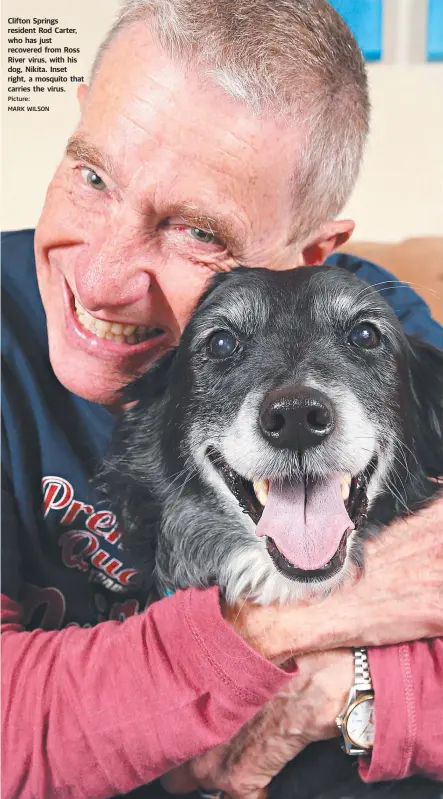  ?? Picture: MARK WILSON ?? Clifton Springs resident Rod Carter, who has just recovered from Ross River virus, with his dog, Nikita. Inset right, a mosquito that carries the virus.