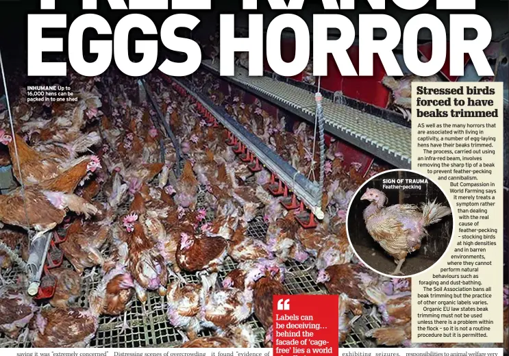  ?? ?? INHUMANE Up to 16,000 hens can be packed in to one shed