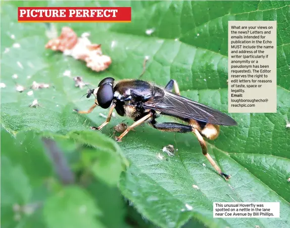  ?? ?? This unusual Hoverfly was spotted on a nettle in the lane near Coe Avenue by Bill Phillips.