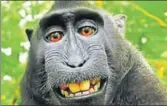  ?? FILE PICTURE ?? Naruto, the crested black macaque that shot to fame after snapping grinning selfies by accident.