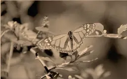  ?? Foto ee: zulleyka hoyo ?? Land Life trabaja varios proyectos en México, incluyendo la recuperaci­ón de la zona núcleo de la Mariposa Monarca.