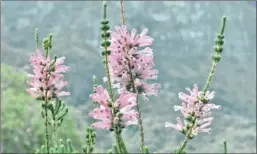  ??  ?? This erica, Erica verticilla­ta, which is extinct in the wild, has been brought back from the brink, thanks to eight specimens kept in botanical gardens around the world.