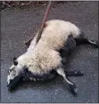  ??  ?? DEAD: Stricken sheep