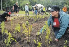  ?? CLIFFORD SKARSTEDT EXAMINER ?? More than 30 volunteers from the area of Clear and Stoney Lakes converge on Camp Kawartha to plant more than 1,300 native shrubs and perennial wildflower­s on Saturday. This was part of an effort to revitalize the camp’s shoreline.