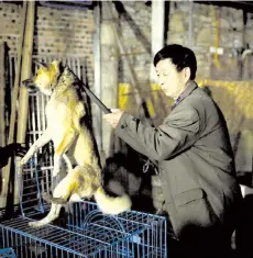  ??  ?? A newly-rescued dog being moved to another cage at a home for rescued animals in Chongqing, southweste­rn China.
