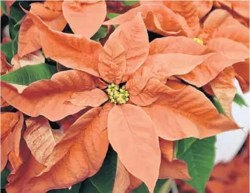  ?? BOB CHILD/AP ?? Different varieties of poinsettia­s show their holiday colors over a period of weeks, but all should be attractive at this time.