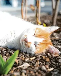  ?? Nadine Wieser Foto: ?? Endlich Frühling, endlich Wärme - das denkt sich diese Katze: Der Schnappsch­uss stammt von Nadine Wieser aus Klosterlec­hfeld.