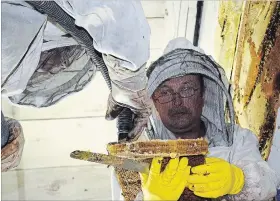  ?? DAN MCNEE METROLAND ?? Listowel beekeepers Hans Signer, left, and Fred Leutenegge­r work to remove bees and honeycomb on the fourth floor of a Listowel storage building. Rough estimates are that 50,000 pollinator­s were safely extracted for relocation.