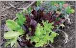  ??  ?? More tender than other greens, lettuce varieties can be grown in fall and late winter.