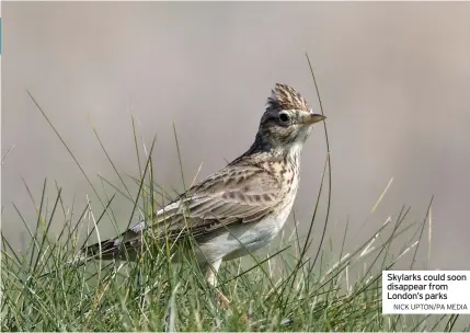  ?? NICK UPTON/PA MEDIA ?? Skylarks could soon disappear from London’s parks