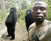  ?? MATHIEU SHAMAVU Virunga National Park via AP, 2019 ?? Mathieu Shamavu, a ranger at the Senkwekwe Center for Orphaned Mountain Gorillas in Congo, takes a selfie with female gorillas Ndakasi, left, and Ndeze. Ndakasi became famous because of this photobomb.