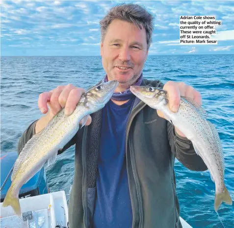  ?? Picture: Mark Sesar ?? Adrian Cole shows the quality of whiting currently on offer. These were caught off St Leonards.