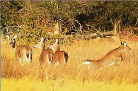  ?? Hearst Connecticu­t Media file photo ?? Connecticu­t officials have confirmed three cases of hemorrhagi­c disease in white-tailed deer in the state. The disease is fatal to deer, but does not infect humans.