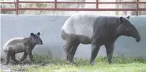  ??  ?? The mother and baby tapirs are seen running around the tapir enclosure at the River Dusun Wildlife Reserve.