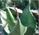  ??  ?? Wherever ends are sharp, keep them well away from patios and walking areas. (Maureen Gilmer/TNS)