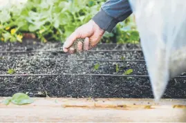  ??  ?? Nick Gruber, a farm manager, works outside July 26 at Altius Farms putting down seeds.