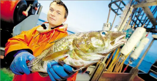  ?? DPA-BILD: SAUER ?? In Luxemburg könnte sich an diesem Montag oder Dienstag das Schicksal von Martin Lange (Bild) und vielen anderen Ostseefisc­hern entscheide­n. Die Fischereim­inister der EU-Staaten wollen sich auf die Fangquoten für die Ostsee für 2017 einigen. Umstritten...