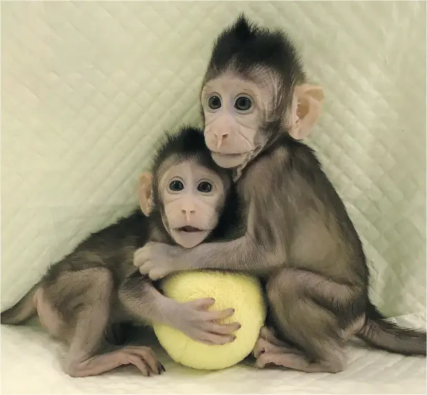  ?? SUN QIANG AND POO MUMING/ CHINESE ACADEMY OF SCIENCES VIA THE ASSOCIATED PRESS ?? Cloned macaque monkeys Zhong Zhong and Hua Hua sit together with a fabric toy. For the first time, researcher­s have used the cloning method that produced Dolly the sheep to create two healthy monkeys, potentiall­y bringing scientists closer to being...