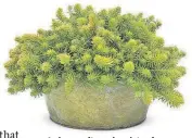  ?? [PROVEN WINNERS] ?? As long as it receives lots of sun, Angelina sedum thrives as a groundcove­r or in a container.