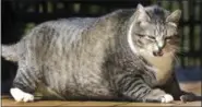  ?? JIM COLE — THE ASSOCIATED PRESS ?? Logan, a 31-pound cat, struggles to get up at the Silver Fox Inn at the Waterville Valley resort Thursday in Waterville Valley, N.H. The cat has been winning over guests and recently internet viewers.