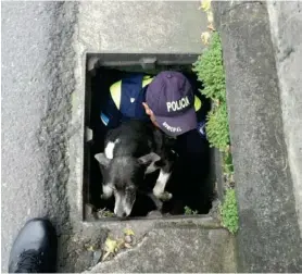  ?? CORTESÍA ?? El animalito se puso a mover el rabo cuando vio al poli en la alcantaril­la.