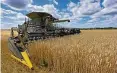  ?? FOTO: DPA ?? Roggenernt­e auf einem Feld in Brandenbur­g: Die Getreidepr­eise steigen derzeit stark.