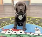  ?? PROVIDED ?? Major, an 8-week-old English Labrador retriever, is undergoing training to be the York Police Department’s new comfort dog.