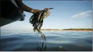  ?? ASSOCIATED PRESS FILE PHOTO ?? Plaquemine­s Parish Coastal Zone Director P.J. Hahn rescues a heavily oiled bird from the waters of Barataria Bay, La.