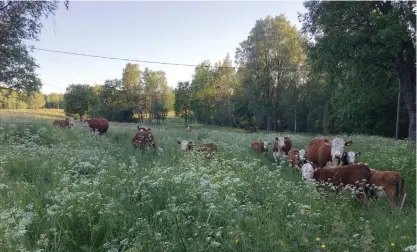  ?? FOTO: HELENA VON LIMBURG STIRUM ?? På ängarna där korna och kalvarna tillbringa­r sommardaga­rna växer gräs, örter och blommor. Här får djuren fritt vandra omkring och välja vad de äter.