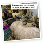  ?? ?? At Wonderwool you can meet the sheep who grew your yarn!