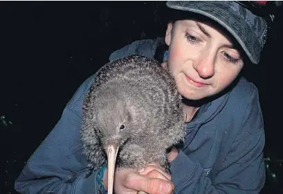  ?? Picture / Supplied ?? Dr Helen Taylor’s research showed nearly two-thirds of Long Island’s little spotted kiwi population of around 50 birds were direct offspring of the island’s founding pair.