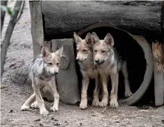  ?? — AFP photo ?? Three-month-old Mexican wolves (Canis lupus baileyi) are seen at the Coyotes Zoo in Mexico City.